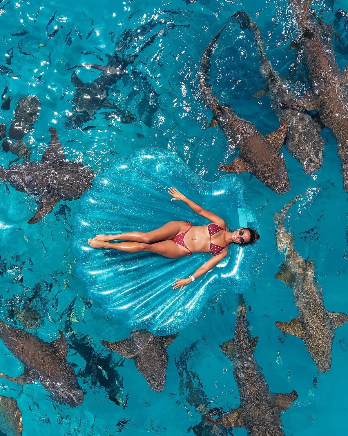 Drone shot with nurse sharks at Dhiggiri house reef (placeholder)
